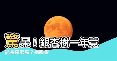 銀杏樹生長速度|銀杏樹生長速度快嗎 一年能長多少